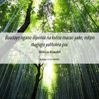 Picture 06 - Mathayo 13:26 SWHULB - Baadaye ngano ilipoota na kutoa mazao yake, ndipo - Bible Verse Picture