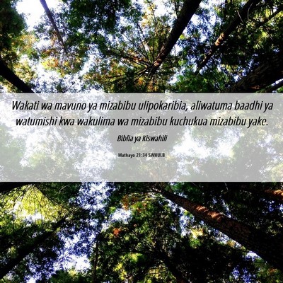 Picture 06 - Mathayo 21:34 SWHULB - Wakati wa mavuno ya mizabibu ulipokaribia, - Bible Verse Picture