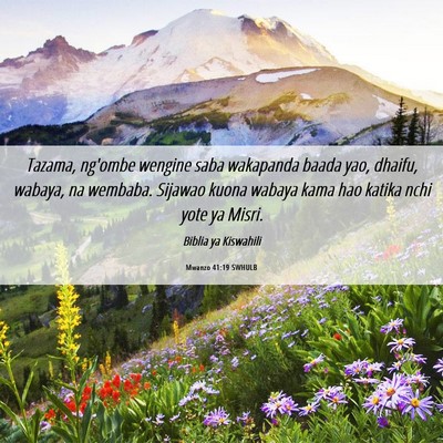 Picture 06 - Mwanzo 41:19 SWHULB - Tazama, ng'ombe wengine saba wakapanda baada yao, - Bible Verse Picture