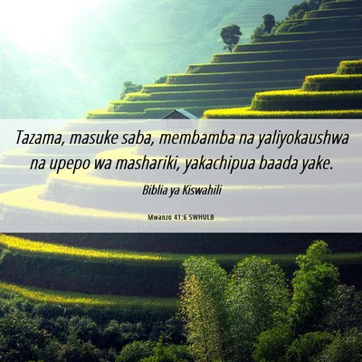 Picture 06 - Mwanzo 41:6 SWHULB - Tazama, masuke saba, membamba na yaliyokaushwa na - Bible Verse Picture
