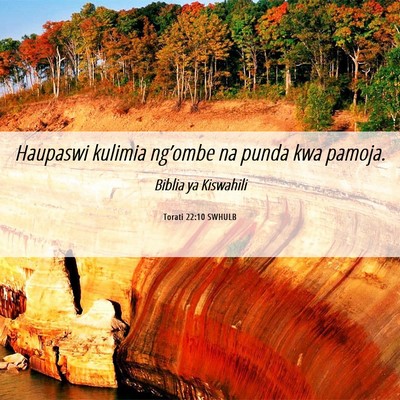Picture 06 - Torati 22:10 SWHULB - Haupaswi kulimia ng’ombe na punda kwa - Bible Verse Picture