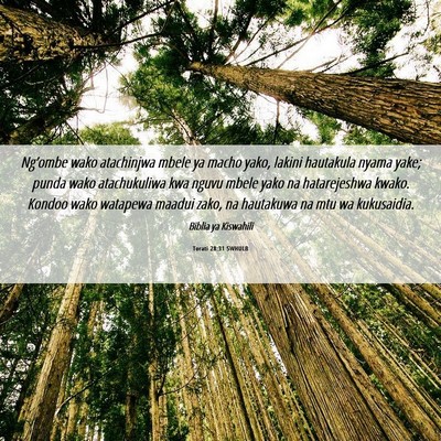 Picture 06 - Torati 28:31 SWHULB - Ng’ombe wako atachinjwa mbele ya macho yako, - Bible Verse Picture