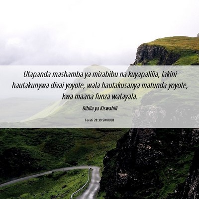 Picture 06 - Torati 28:39 SWHULB - Utapanda mashamba ya mizabibu na kuyapalilia, - Bible Verse Picture