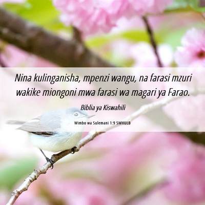 Picture 06 - Wimbo wa Sulemani 1:9 SWHULB - Nina kulinganisha, mpenzi wangu, na farasi mzuri - Bible Verse Picture