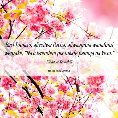 Picture 06 - Yohana 11:16 SWHULB - Basi Tomaso, aliyeitwa Pacha, aliwaambia - Bible Verse Picture