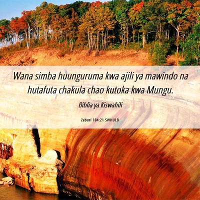 Picture 06 - Zaburi 104:21 SWHULB - Wana simba huunguruma kwa ajili ya mawindo na - Bible Verse Picture