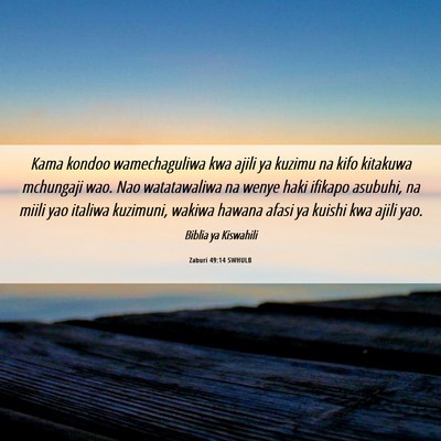 Picture 06 - Zaburi 49:14 SWHULB - Kama kondoo wamechaguliwa kwa ajili ya kuzimu na - Bible Verse Picture