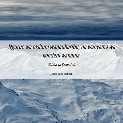 Picture 06 - Zaburi 80:13 SWHULB - Ngurue wa msituni wanauharibu, na wanyama wa - Bible Verse Picture